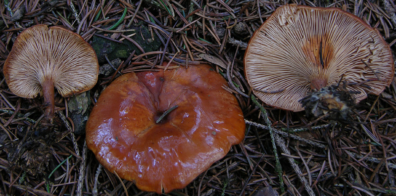 Funghi di gennaio.